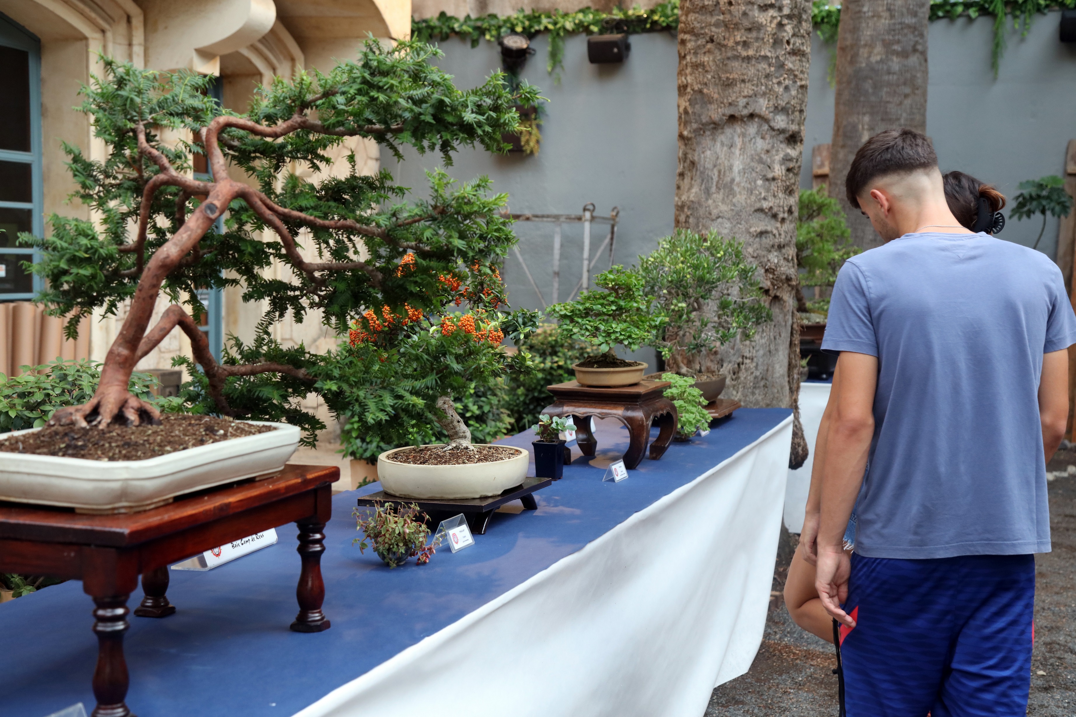 Festes de Misericòrdia · XXX Exposició de Bonsais Ciutat de Reus